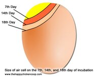 size-of-aircell-of-an-egg-e1553822614997.jpg
