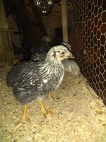 IMG_20191013_201123544.jpg