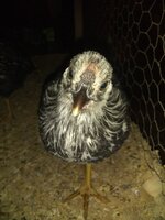 IMG_20191013_201147524.jpg