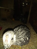 IMG_20191013_201252404.jpg