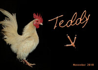 Teddy3b.jpg
