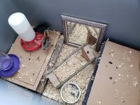 1messy-brooder.jpg