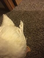 IMG_5068.JPG