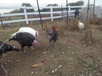 IMG_20191017_115043990.jpg