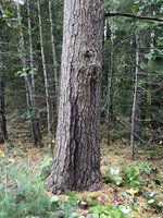E588399A-8BC4-4AA3-B355-CF60C62117C4.jpeg