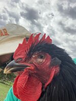 11B635AD-9287-405B-818D-D2053EB107D5.jpeg