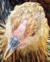 chicken head.jpg