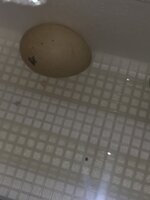 IMG_7126.jpeg
