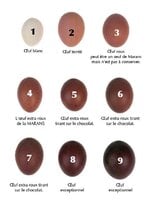 2f51745a1686ac5764eb494517e7cd21--charts-egg.jpg