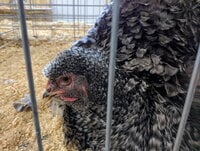 Cochin, LF Cuckoo Frizzled hen face.jpg