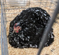 Cochin, Mottled bantam hen.jpg