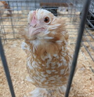 D'Uccle, Golden Neck bantam pullet close up.jpg