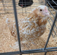 D'Uccle, Golden Neck bantam pullet.jpg