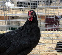 La Fleche, Black hen comb.jpg