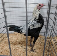 Modern Game, Birchen bantam cock.jpg