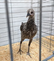Modern Game, Silver Blue bantam hen front.jpg