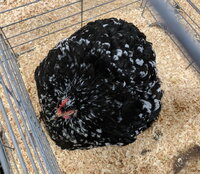 Cochin, Mottled bantam hen circle.jpg