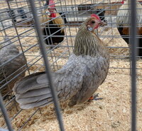Dutch, Blue Cream Light Brown hen.jpg