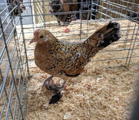 Dutch, Mille Fleur hen.jpg