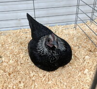 OEGB, Birchen hen.jpg