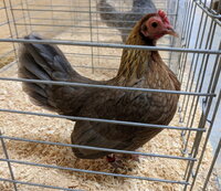 OEGB, Blue Red hen.jpg