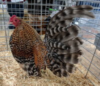 OEGB, Crele cock.jpg