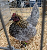 OEGB, Lemon Blue hen.jpg