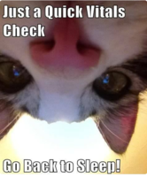 Quick Check Cat.PNG
