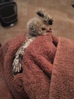 CHick2.jpg