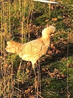 IMG_7094.jpg