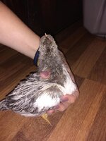 HeiHei 3 weeks.jpg