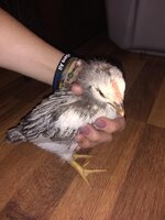 HeiHei 3 weeks2.jpg