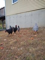 IMG_20191022_154238832.jpg