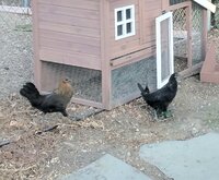 RebelChickens.jpg