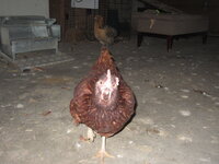IMG_0869.JPG