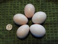 bronzemerthieeggs.jpg