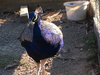 IMG_4762.JPG