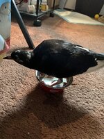 C76A6B59-901D-4D34-A52F-01AF6A81EBCA.jpeg