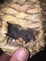732AB7D0-18E2-438F-A006-65AF83B4082B.jpeg