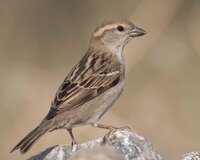 House_Sparrow_l07-53-088_l_1.jpg