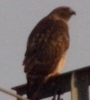 Red Tailed Hawk_11.jpg