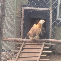 First Bantam Egg 062.jpg