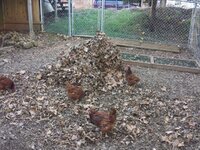 2019-11-5-leaves.jpg