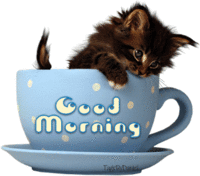 Good Morning Cat.gif