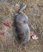 Dismembered bunny 8-14-14 006.jpg