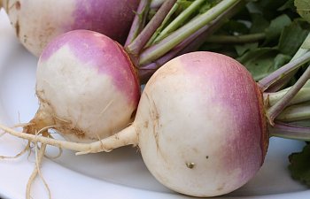 turnip.jpg