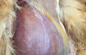 Ascites In Backyard Chickens