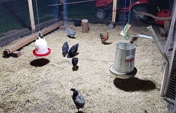 Changing the Coop