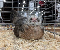 ameraucana bantam, silver female.jpg