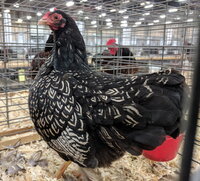 barnevelder bantam, silver double laced female.jpg